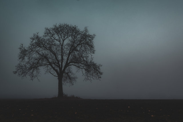 A lone tree during a foggy morning