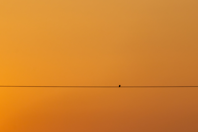 Lone Bird