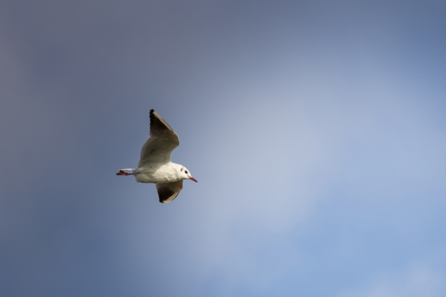 Flying Gull