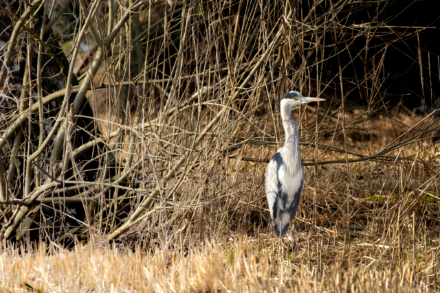 Grey Heron