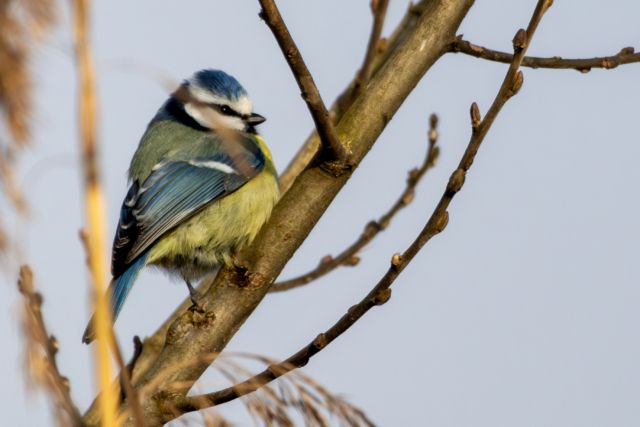 Eurasian Blue Tit