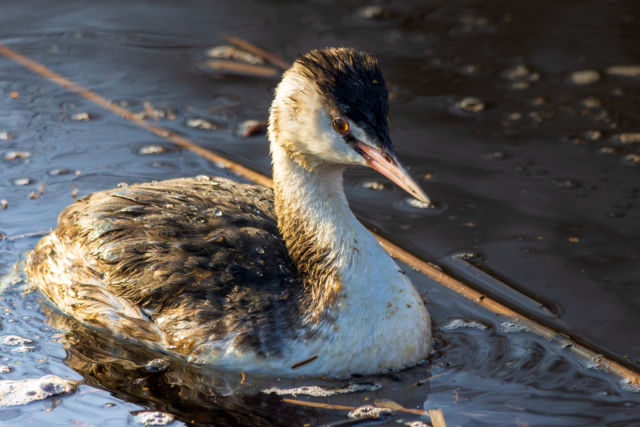 Great Crested Grebe