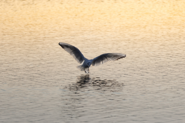 Gull Landing