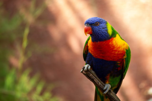 Rainbow Lorikeet