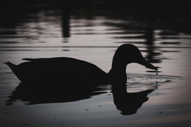 A silhouette of a duck on a lake