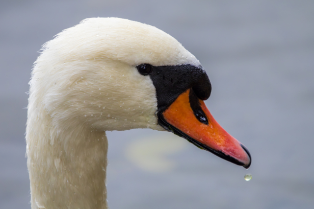 a photo of a swan head