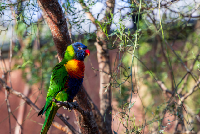 Rainbow Lorikeet in Tree