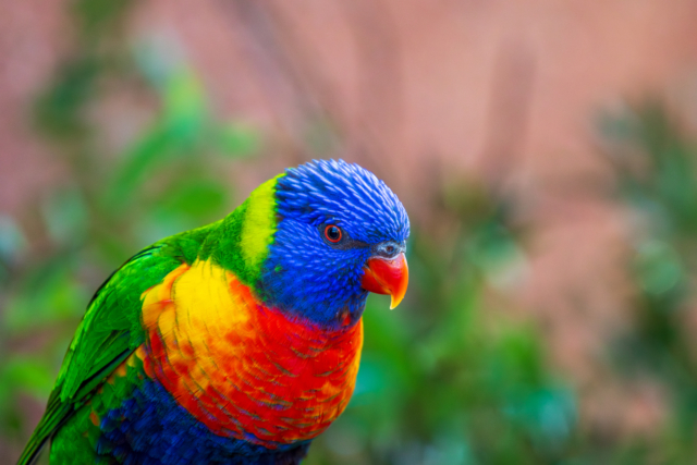 Rainbow Lorikeet