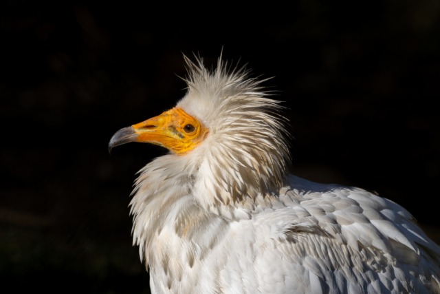Egyptian Vulture