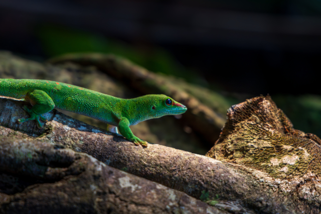 Gecko on a Branch