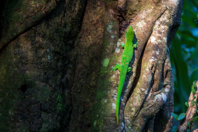 Blending with the Bark