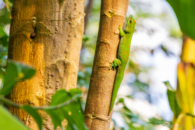 Gecko on Tree